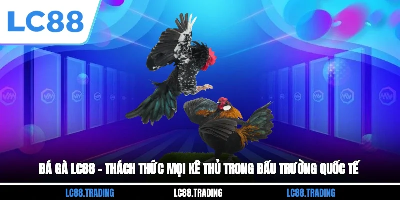 Đá Gà LC88 – Thách Thức Mọi Kê Thủ Trong Đấu Trường Quốc Tế