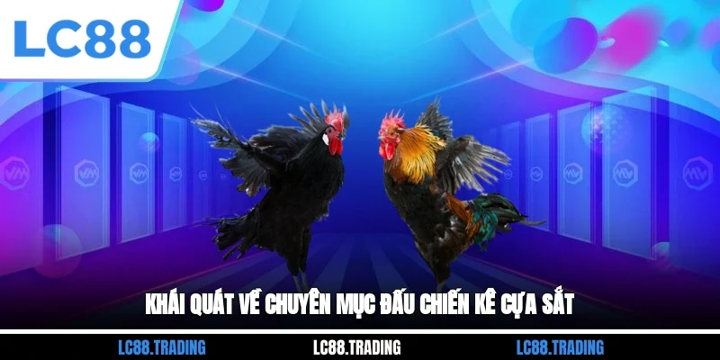 Khái quát về chuyên mục đấu chiến kê cựa sắt